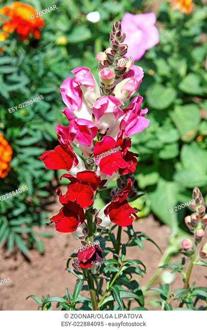 Beautiful red and white snapdragon in the garden