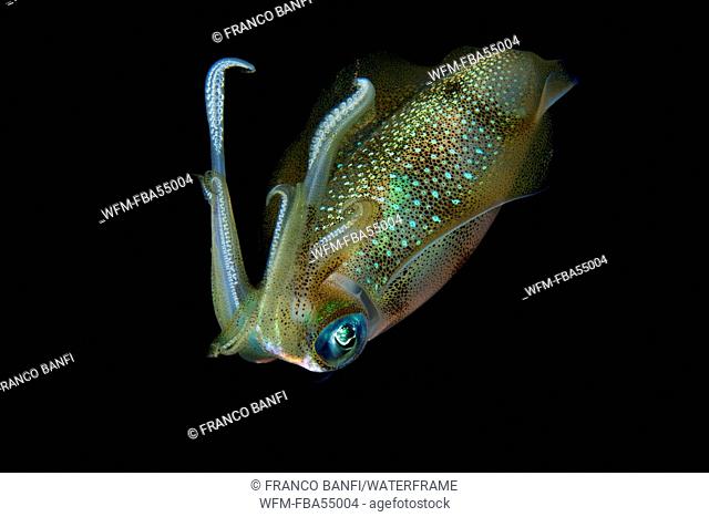 Big Reef Squid at Night, Sepioteuthis lessoniana, Ari Atoll, Maldives