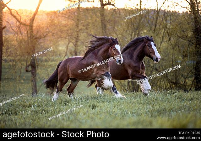 galloping Shire horses