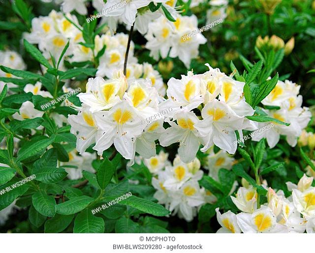 Yellow Azalea Rhododendron luteum, Rhododendron flavum, Azalea pontica, cultivar 'Persil'