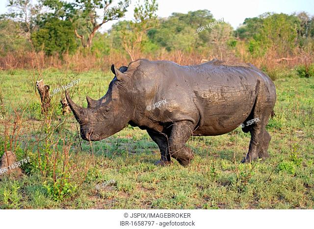 White Rhinoceros or Square-lipped rhinoceros (Ceratotherium simum), male adult, mud-covered, Sabisabi Private Game Reserve, Kruger National Park, South Africa