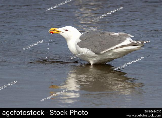 Glaucous-winged gull that stands in water and drinking water
