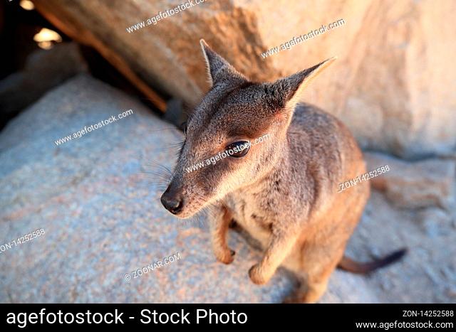 allied rock-wallaby , Petrogale assimilis Magnetic Island in Queensland