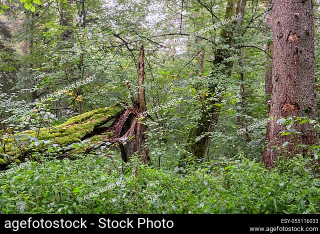 Old hornbeam tree lying in summer forest next to dead spruce tree, Bialowieza Forest, Poland, Europe