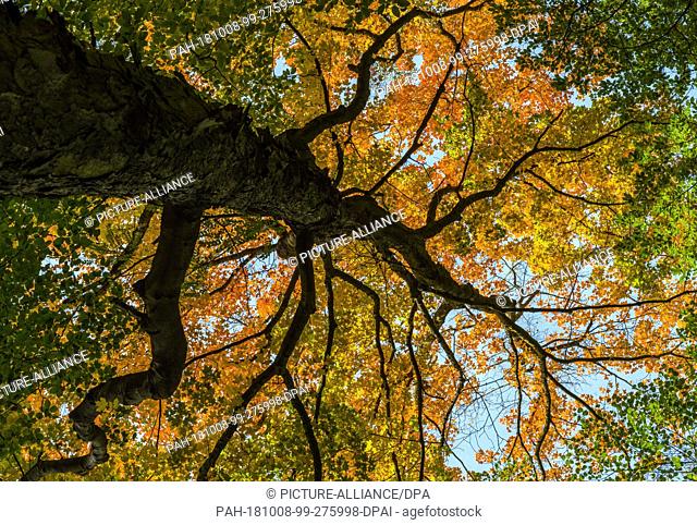 06 October 2018, Brandenburg, Pritzhagener Mühle: The leaves of a maple tree, which stands in a forest in the Märkische Schweiz nature park and the Stobbertal...