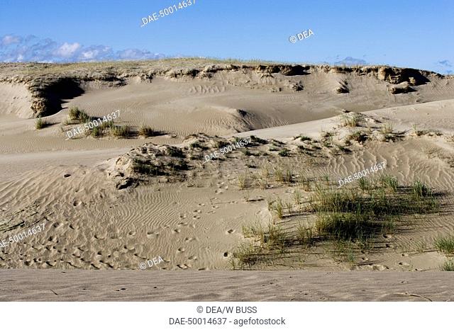 Lithuania - Klaipéda County - Curonian Spit (UNESCO World Heritage List, 2000) - Vecekrugas. The Grey dune (h. 67.2 m)
