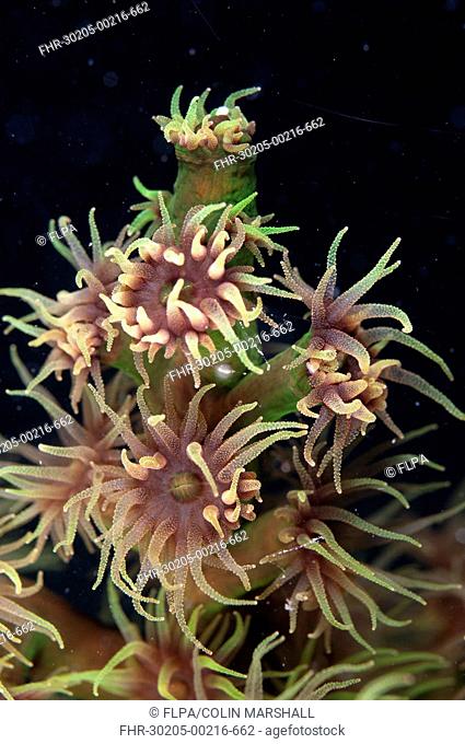 Coral Tubastraea micrantha close-up of polyps, extended at night, Lembata Island, Solor Archipelago, Lesser Sunda Islands, Indonesia