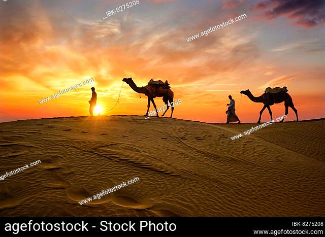 Indian cameleers (camel driver) bedouin with camel silhouettes in sand dunes of Thar desert on sunset. Caravan in Rajasthan travel tourism background safari...