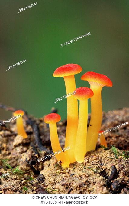 Red fungi