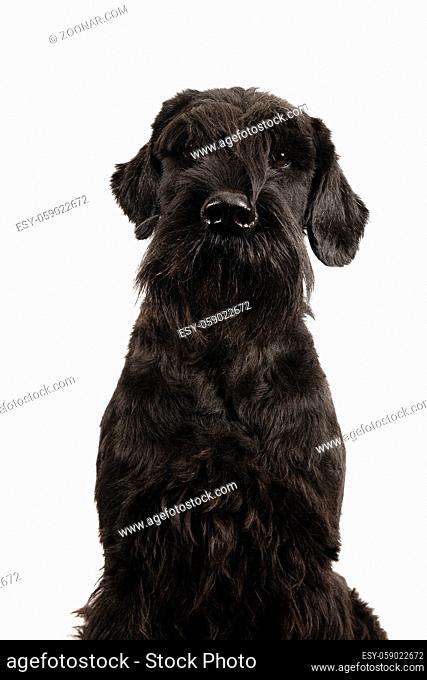 Portrait of a Giant Schnauzer dog looking at the camera isolated on a white background