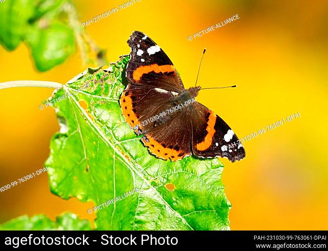 30 October 2023, Berlin: A butterfly of the species Admiral (vanessa atalanta) sits in the sun on a green leaf. Photo: Soeren Stache/dpa