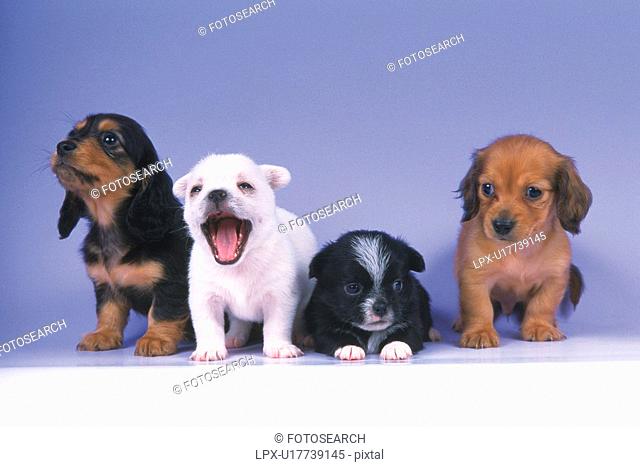 Four Different-colored Puppies Standing on a Blue-colored Floor, All Looking in Different Directions, Front View