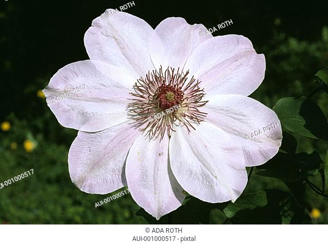 Clematis dawn - profile - pale purplish pink - enchanting with a conspicuous heart of abundant stamens