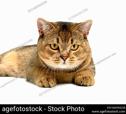 adult gray Scottish straight chinchilla cat lies on a white background, the animal looks at the camera and resting