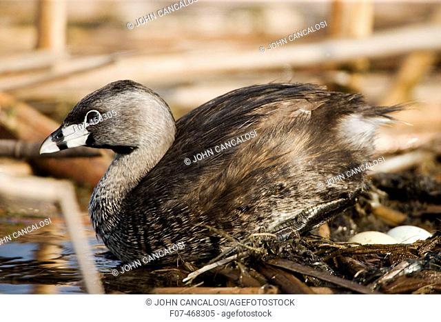 Pied-billed Grebe-Podilymbus podiceps-New York-On nest-Common in shallow fresh water-Rare in salt water-A small solitary stocky grebe with a high bill-Rarely...