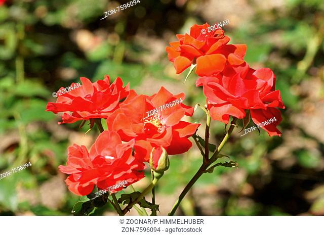 Rosa La Sevillana, Edelrose, Hybrid-rose