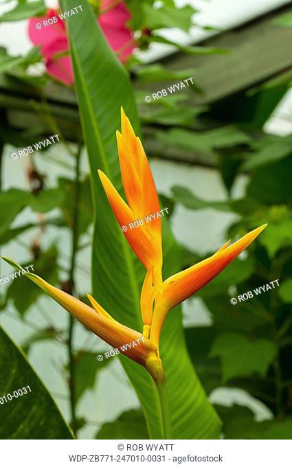 Strelitzia reginae, Orange Bird of Paradise