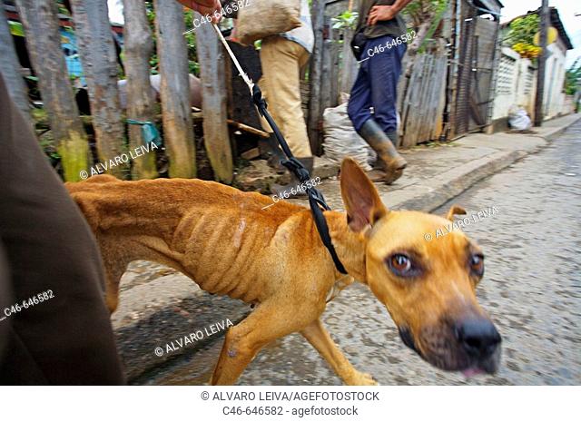 Dog, Baracoa. Guantánamo province. Cuba