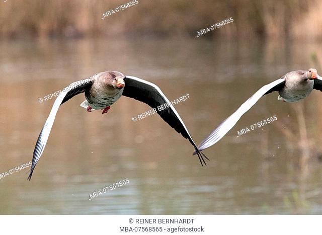 Greylag geese flying above water, Anser anser