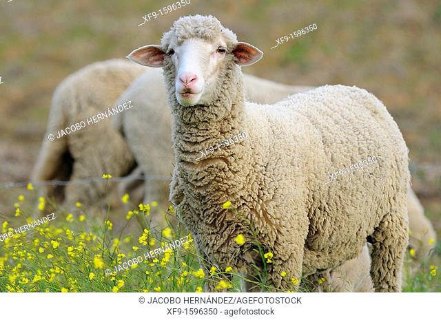 Merino Sheep, Extremadura, Spain