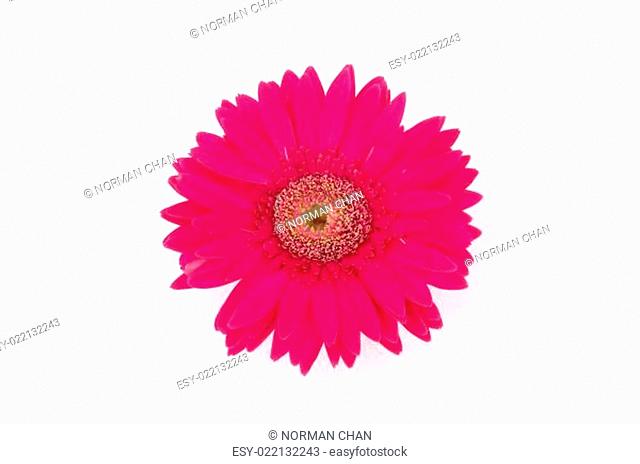 Close up of pink gerber daisy