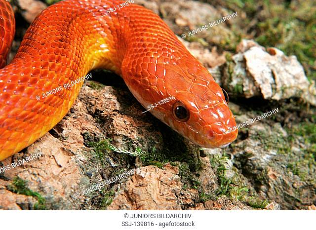 corn snake / Pantherophis guttatus restriction: NUR Kornnattern-Ratgeber / ONLY corn snake guidebooks