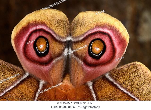 Suraka Silk Moth (Antherina suraka) close-up of rear wing eyespots, native to Madagascar, captive bred