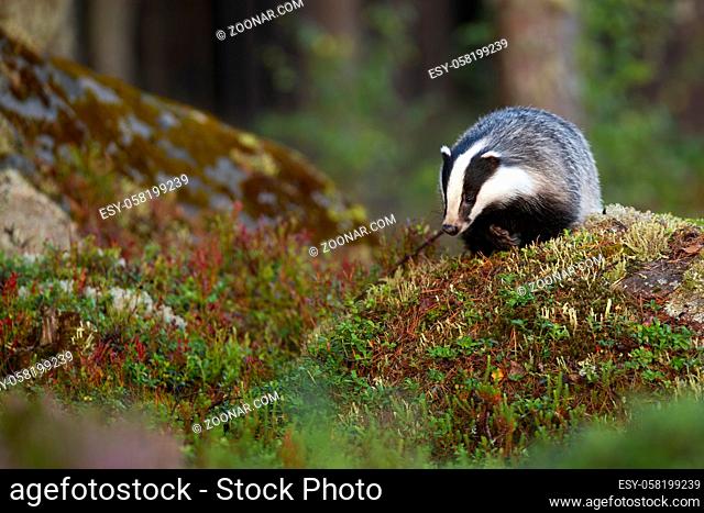 European badger, meles meles, searching for food and approaching on rocks in forest from front view with copy space. Furry animal with black and white striped...