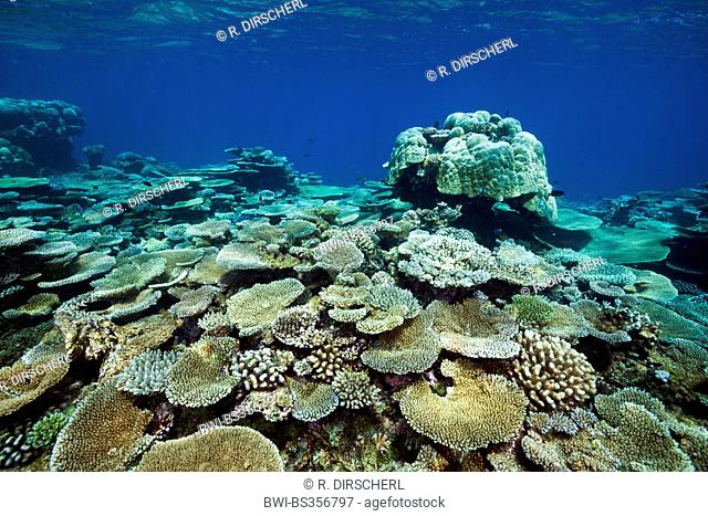 Table Coral (Acropora spec.), Table Corals growing at Reef, Maldives