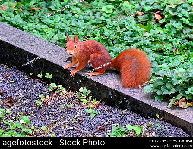 10 September 2023, North Rhine-Westphalia, Cologne: A squirrel (Sciurus) sits on a wall Photo: Horst Galuschka/dpa/Horst Galuschka dpa