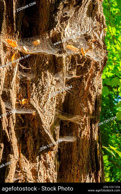 old rutted bark with spider webs in edge light