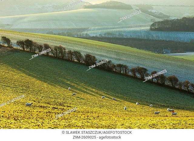 Winter morning in South Downs National Park near Brighton, East Sussex, England