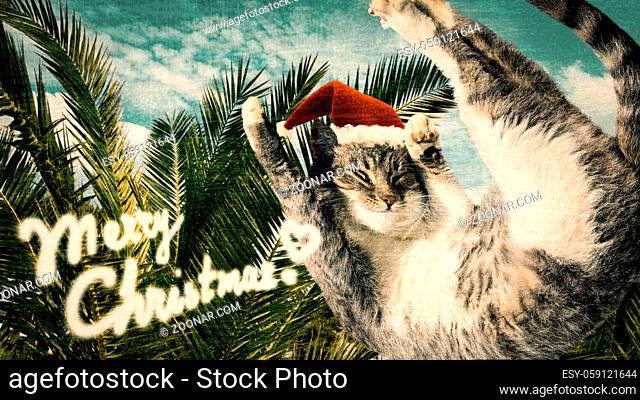 Flying or jumping funny tabby santa cat in red hat on vacation paradise palm tree background. Christmas panoramic greeting card, copy space