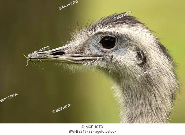 greater rhea Rhea americana, with grass in the beak