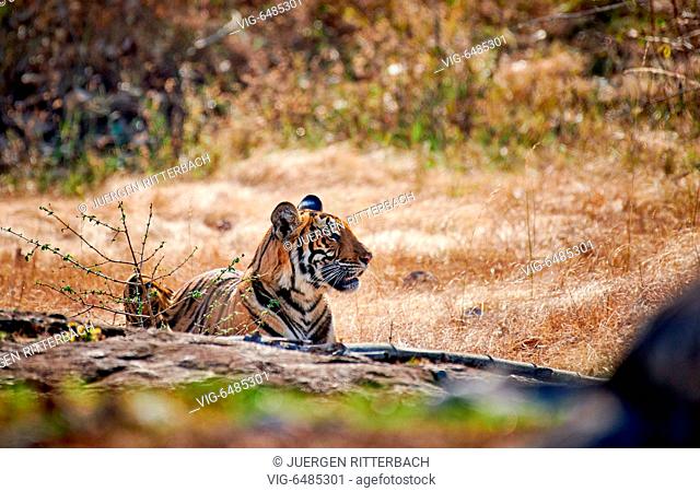 Indian Tiger (Panthera tigris tigris), Bandipur Tiger Reserve, Karnataka, India - Bandipur Tiger Reserve, Karnataka, India, 21/02/2019