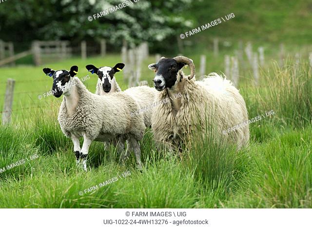 Hexham type Blackface ewe with twin lambs at foot