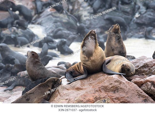 Cape fur seals are gathered and resting along the beaches of Cape Cross, located in Namibia, Africa. The Cape Cross Seal Reserve is the largest government...