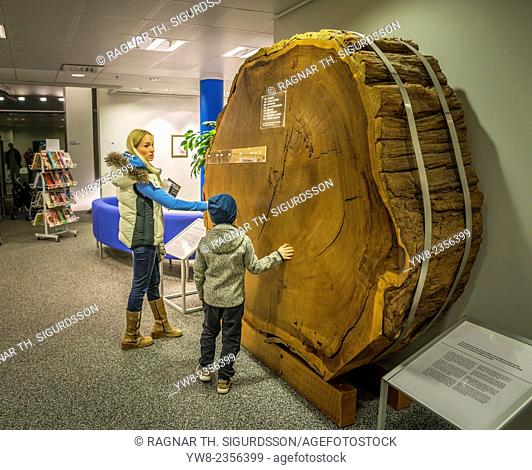 Tree stump showing the age rings, at a local library, Kopavogur, Iceland