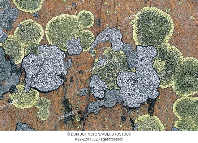 Crustose lichen colonies on granite, Killarney, Ontario, Canada