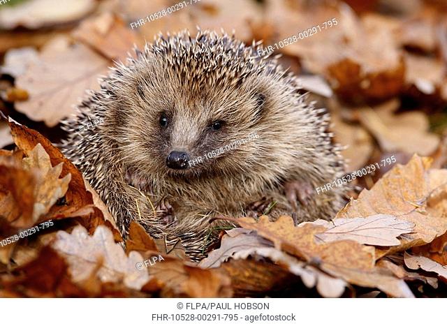 European Hedgehog Erinaceus europaeus adult, rolled up amongst fallen leaves, Peak District, Derbyshire, England, autumn