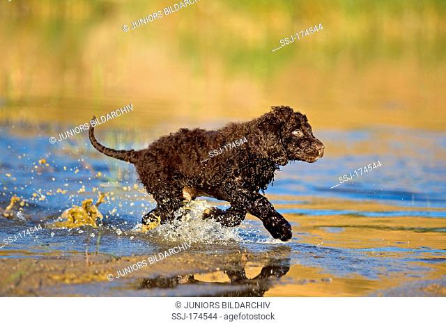 Irish Water Spaniel. Puppy running through shallow water