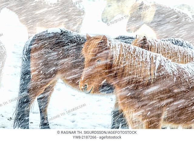Icelandic Horses outside during a winter snow storm, Iceland