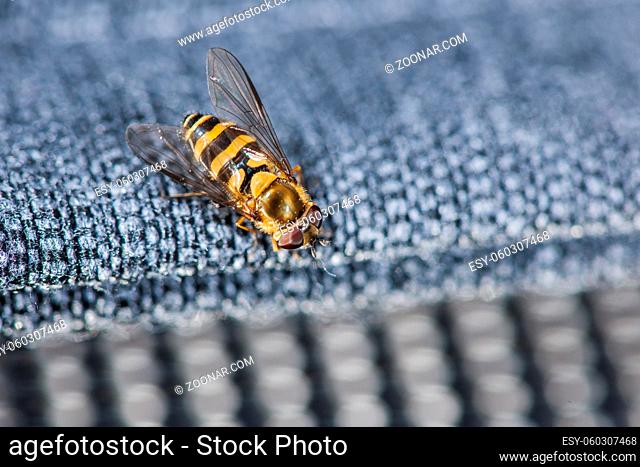 Elevated full length view of a hover fly (lat: Episyrphus balteatus) on a blue fabric covering of a sofa