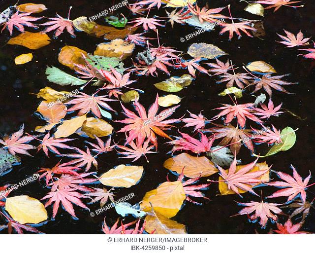 Smooth Japanese maple (Acer palmatum) and European beech (Fagus sylvatica) leaves floating in water, Lower Saxony, Germany