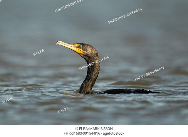 Double-crested Cormorant Phalacrocorax auritus juvenile, swimming in early morning, Fort Myers, Florida, U S A , February