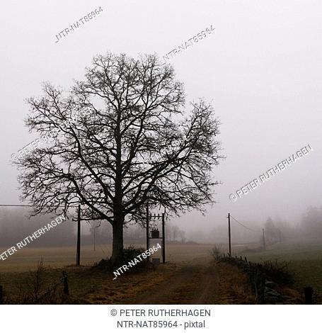 Scandinavian Peninsula, Sweden, SkÃ¥ne, View of oak tree in misty landscape