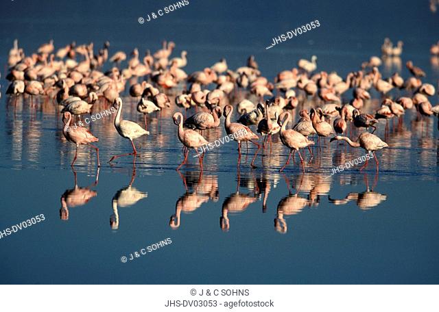 Lesser Flamingo, Phoenicopterus minor, Nakuru Nationalpark, Kenya, Africa, group in water