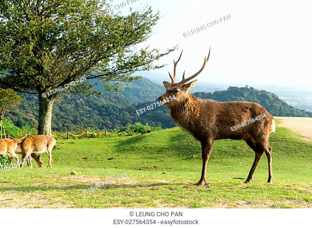 Deer and natural landscape