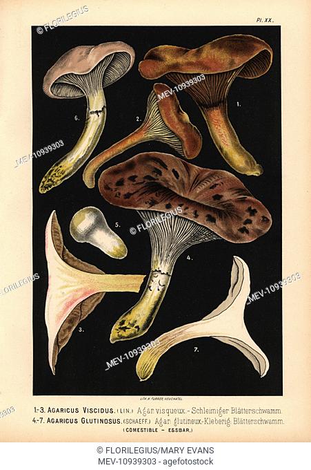 Agaricus viscidus, Gomphidius viscidus, and Slimy spike-cap, Gomphidius glutinosus, edible. Chromolithograph by C. Krause from Fritz Leuba's Edible and...