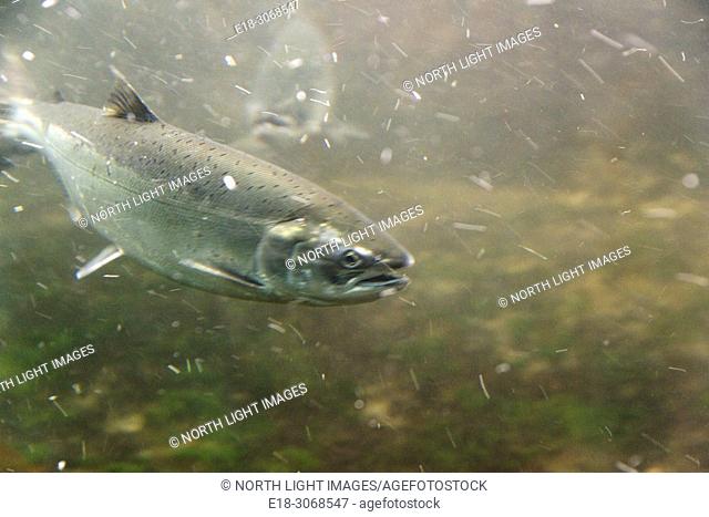 USA, WA, Seattle. Ballard Locks. Sockeye salmon swimming through the fish ladder